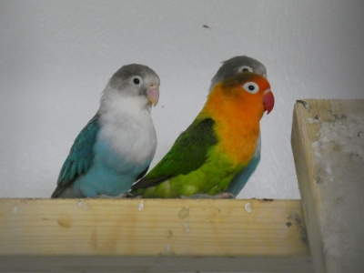 Sabini